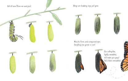 Monarch